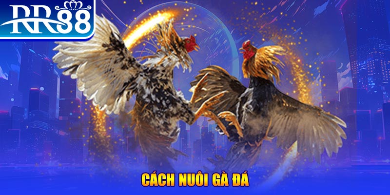 go789 Ws168 Đá Gà